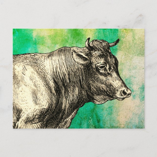 Vintage Farm Cow Bull Image  Postcard (Front)