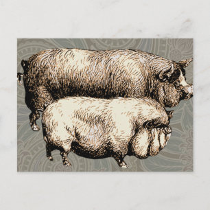 Vintage Farmhouse Pig Country Antique Livestock Postcard