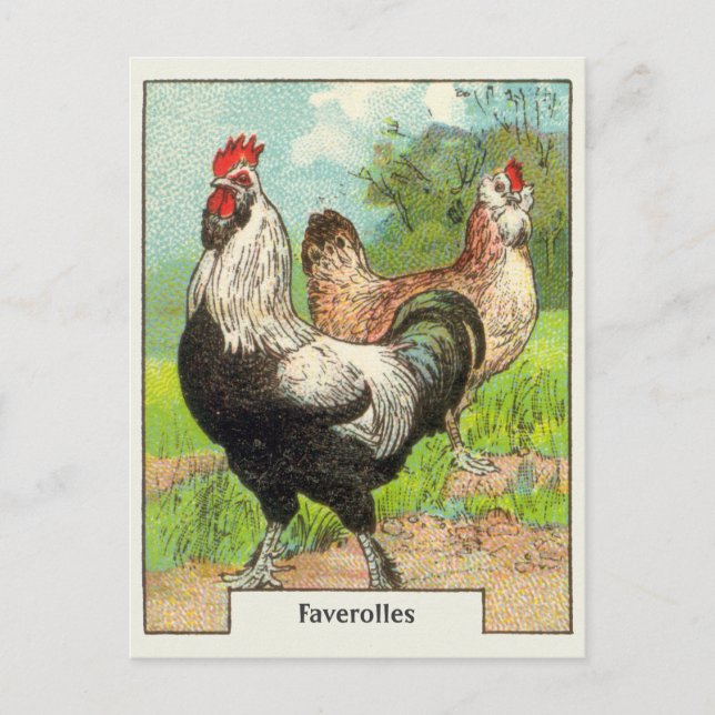 Vintage Faverolles Chicken Postcard (Front)