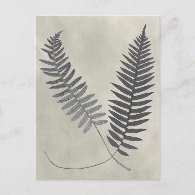 Vintage Ferns Postcard (Front)