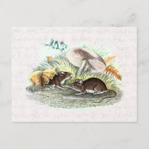 Vintage Field Mouse w Mushrooms Old Retro Mice Postcard