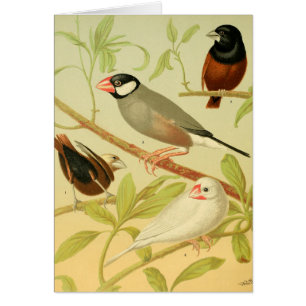 vintage finch and sparrow