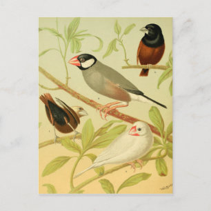 vintage finch and sparrow postcard