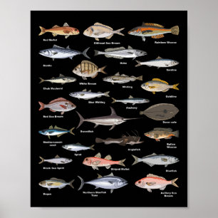 Vintage Fish Identification Chart Fishing 