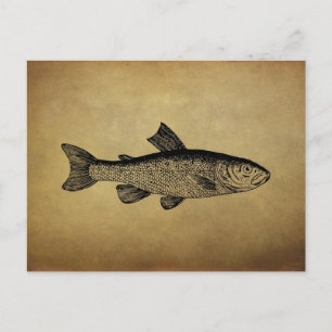 Vintage Fish Illustration Postcard