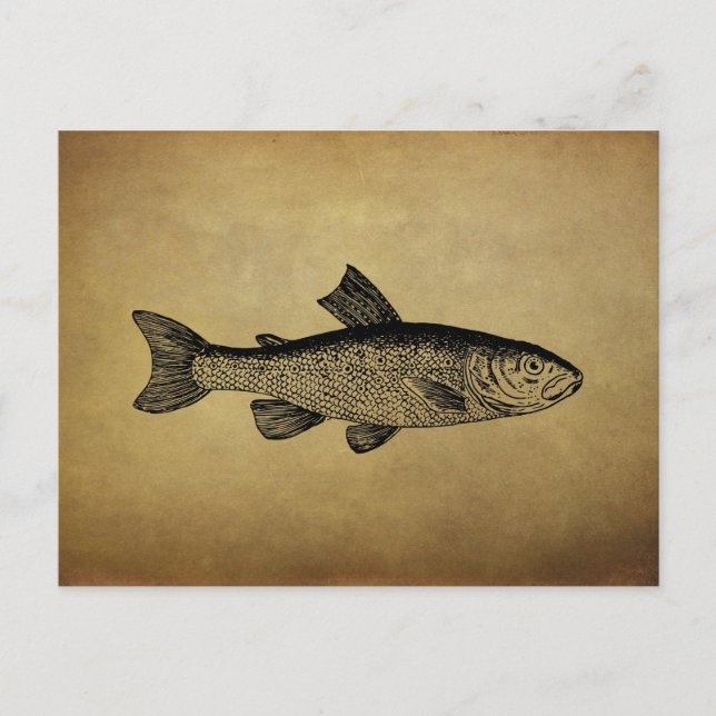 Vintage Fish Illustration Postcard (Front)