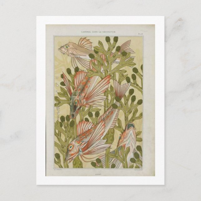 Vintage fish illustration postcard (Front)