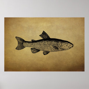 Vintage Fish Illustration Poster