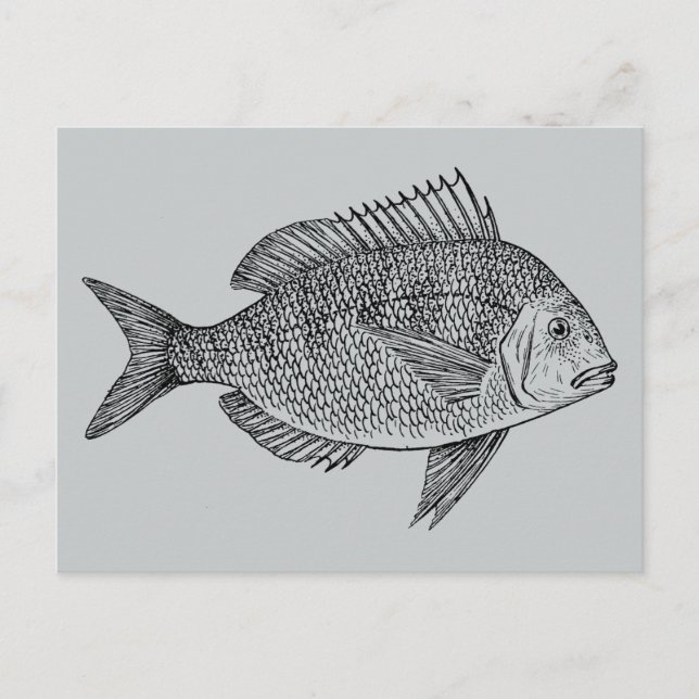 Vintage fish nautical marine art illustration postcard (Front)