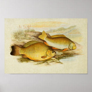 Vintage Fish Print 006 | Crucian & Prussian Carp