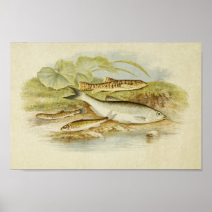 Vintage Fish Print 018 Loach, Minnow and Bleak