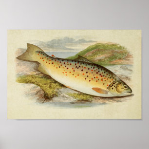 Vintage Fish Print 026   Gillaroo Trout