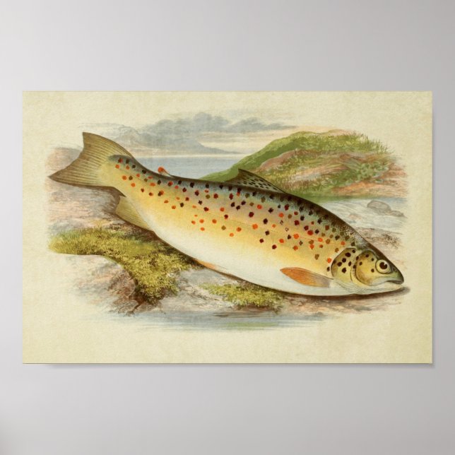 Vintage Fish Print 026 | Gillaroo Trout (Front)
