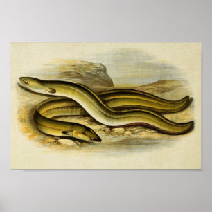 Vintage Fish Print 035   Sharp & Broad Nosed Eels