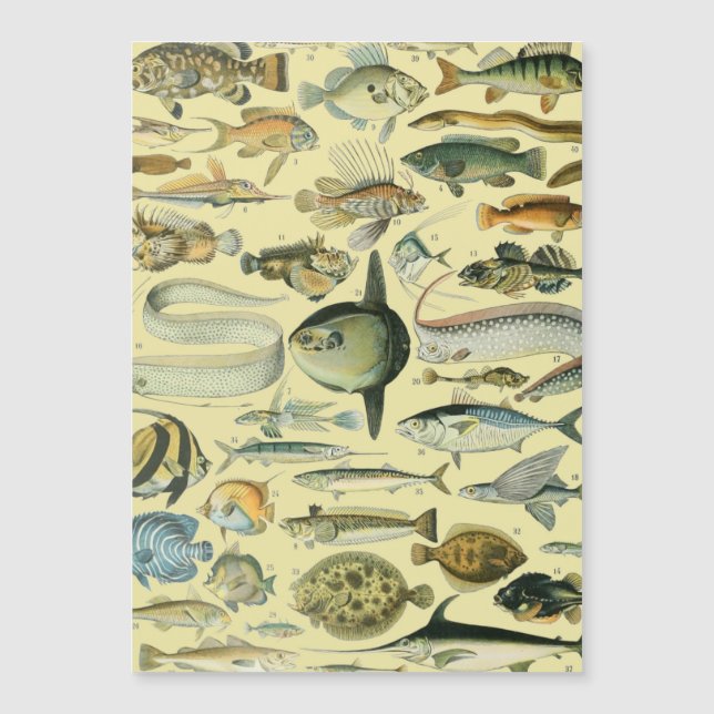 Vintage Fish Scientific Fishing Art (Front)