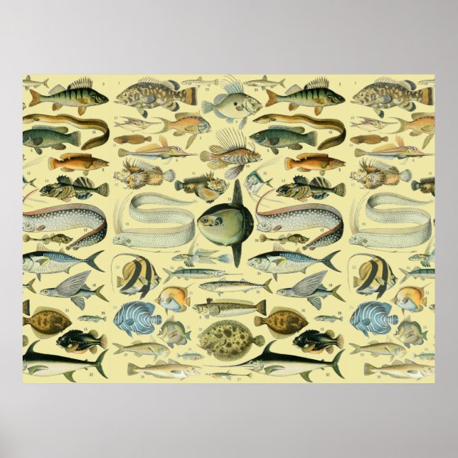 Vintage Fish Scientific Fishing Art Poster (Front)