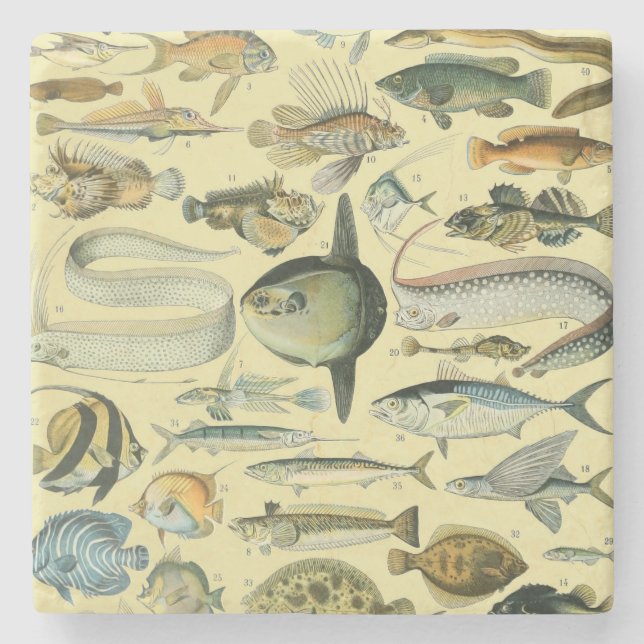 Vintage Fish Scientific Fishing Art Stone Coaster (Front)