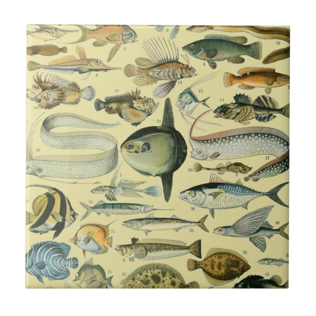 Vintage Fish Scientific Fishing Art Tile (Front)
