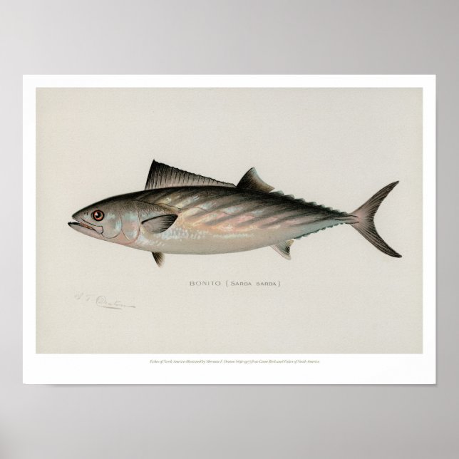 Vintage Fishes - Bonito Poster (Front)