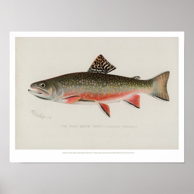 Vintage Fishes - Brook Trout Poster (Front)