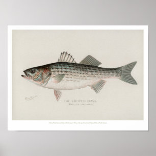 Vintage Fishes - Striped Bass Poster