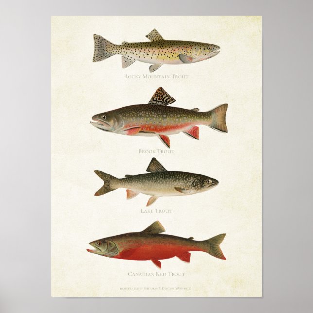 Vintage Fishes - Trouts Poster (Front)