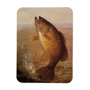 Vintage Fishing, Leaping Smallmouth Bass on Line Magnet