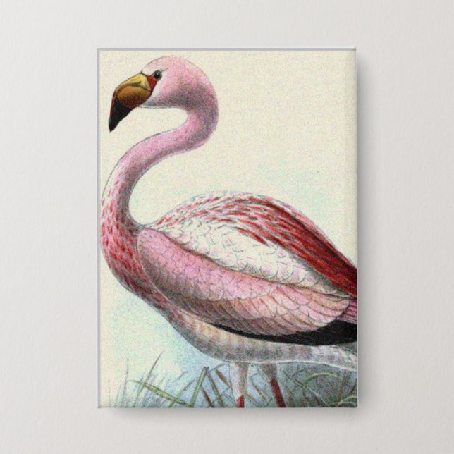 Vintage Flamingo (Front)