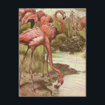 Vintage Flamingo Illustration  Postcard<br><div class="desc">This is one fantastic old postcard illustration of graceful flamingos repurposed on a new postcard.</div>