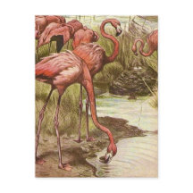 Vintage Flamingo Illustration 