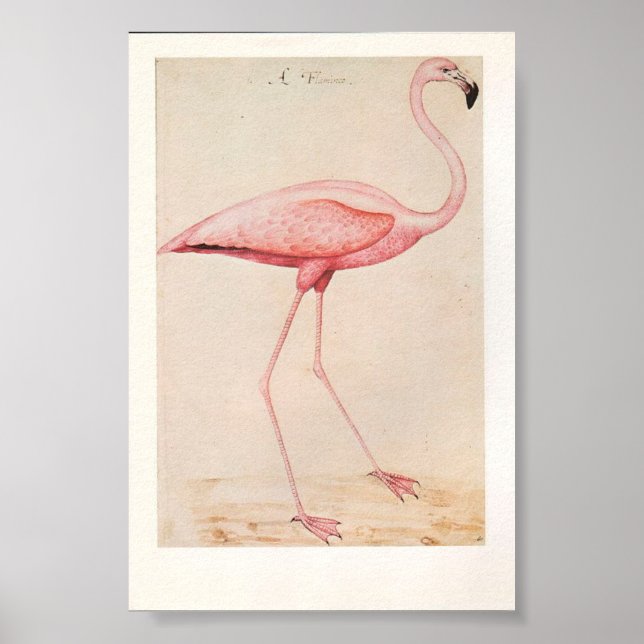 Vintage Flamingo Illustration Poster (Front)
