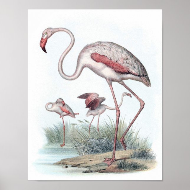Vintage Flamingo Illustration Poster (Front)