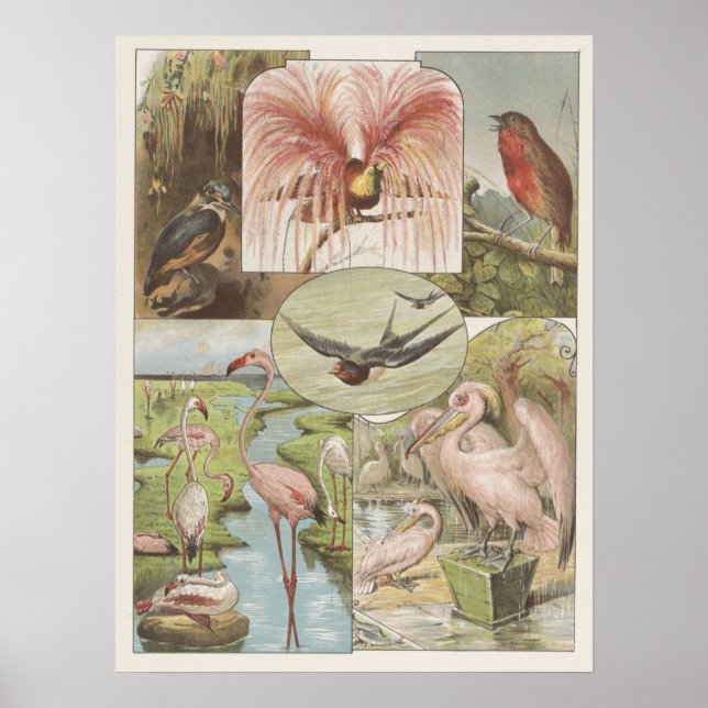Vintage Flamingo Illustration Poster (Front)