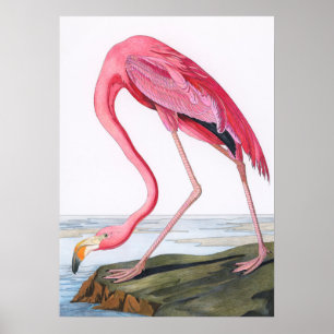 Vintage Flamingo Illustration Poster