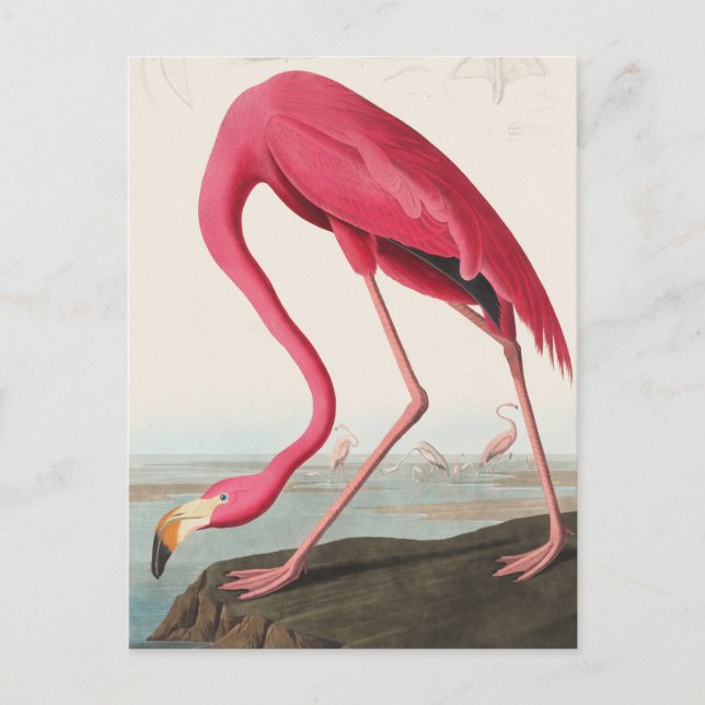 Vintage Flamingo  Postcard (Front)