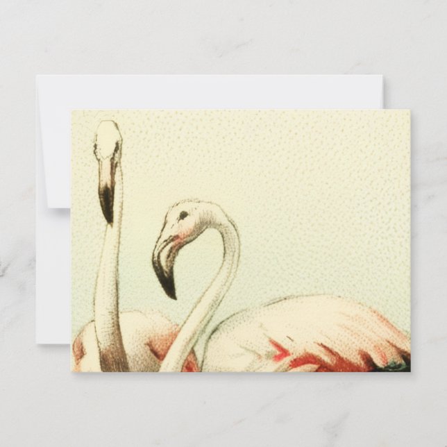 Vintage Flamingo Thank You Card (Front)