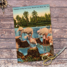 Vintage Flamingos Feed Their Young Miami Florida