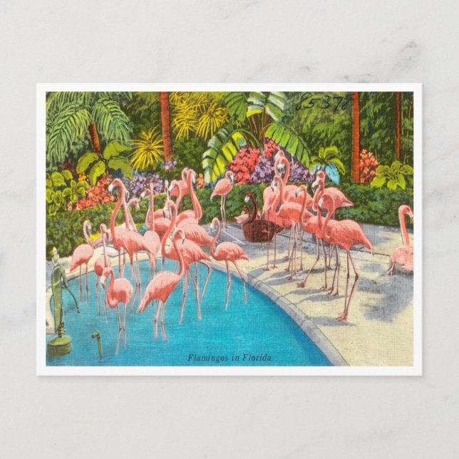 Vintage Flamingos in Florida Travel Postcard (Front)