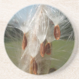 Vintage Flora and Fauna Milkweeds Floating.jpg Coaster