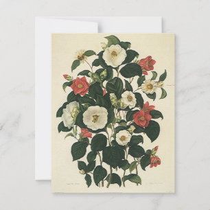 Vintage Floral, Antique Garden Roses Flowers