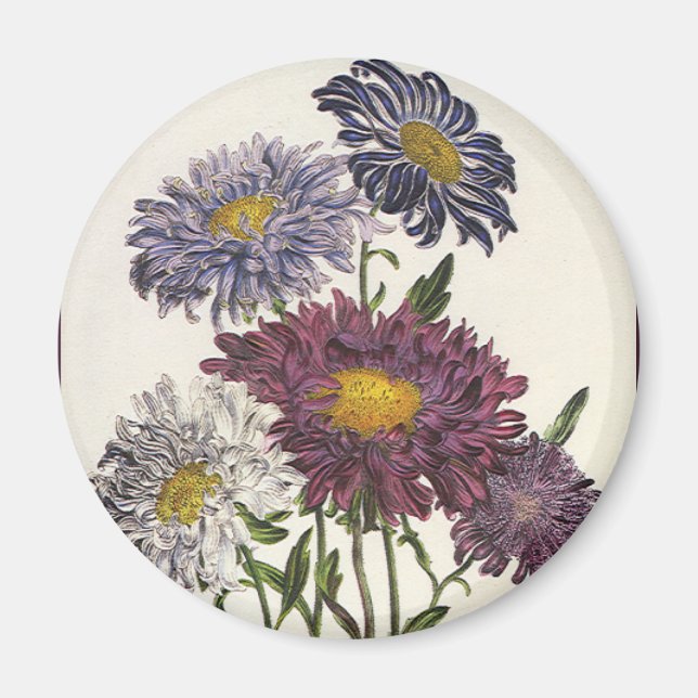 Vintage Floral, Antique Purple Aster Flowers Magnet (Front)