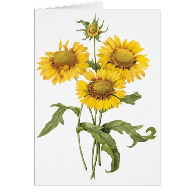 Vintage Floral Blanket Flower Sunflower by Redoute (Front)