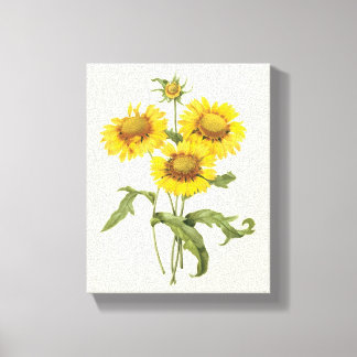 Vintage Floral Blanket Flower Sunflower by Redoute Canvas Print