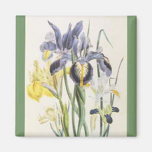 Vintage Floral Botany, Garden Iris Flowers Magnet