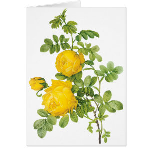 Vintage Floral Flowers, Yellow Roses by Redoute