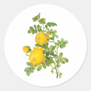 Vintage Floral Flowers, Yellow Roses by Redoute Classic Round Sticker