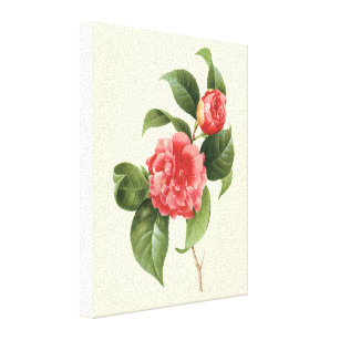 Vintage Floral, Pink Camellia Flowers by Redoute Canvas Print