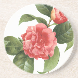 Vintage Floral, Pink Camellia Flowers by Redoute Coaster