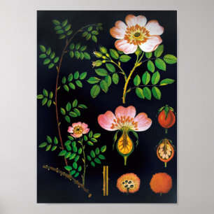 Vintage Floral Poster
