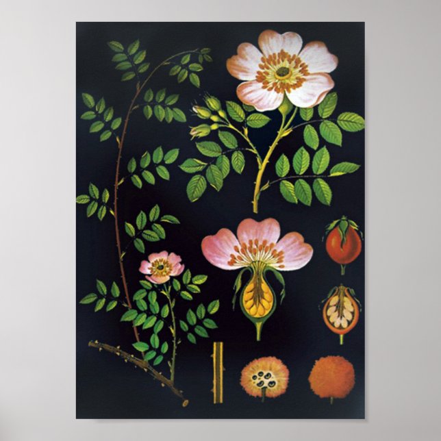 Vintage Floral Poster (Front)